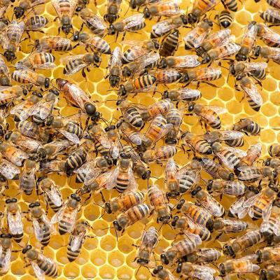 Bienenschwarm